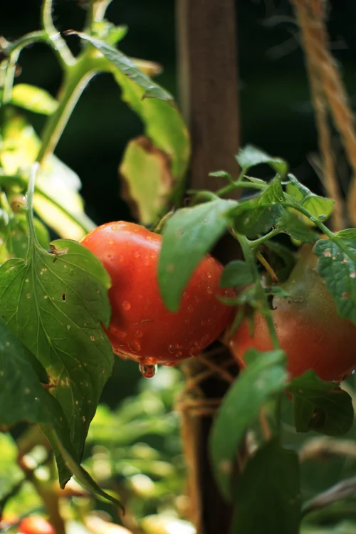 Natural fertilizer for tomatoes deals